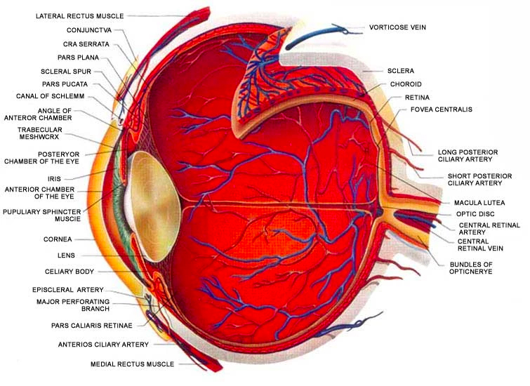 Eye Care Middle Man